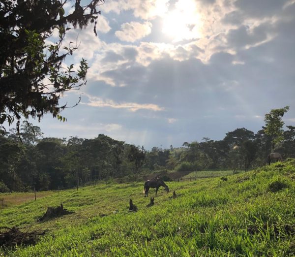 Zona Productiva - Finca 7ha - Imagen 7